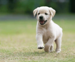 Golden Retriever puros a la venta en Panamá – Vacunados y listos para entrega