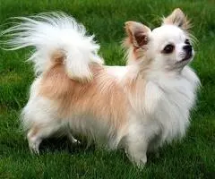 Chihuahua miniatura a la venta en Ciudad de Panamá – Vacunados y juguetones