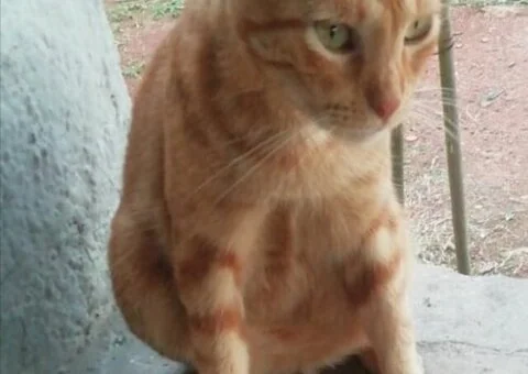 Se busca a Charlie - 2/2