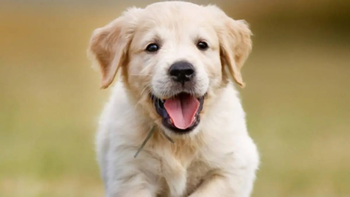 Mascotas de razas en Panamá en 2026